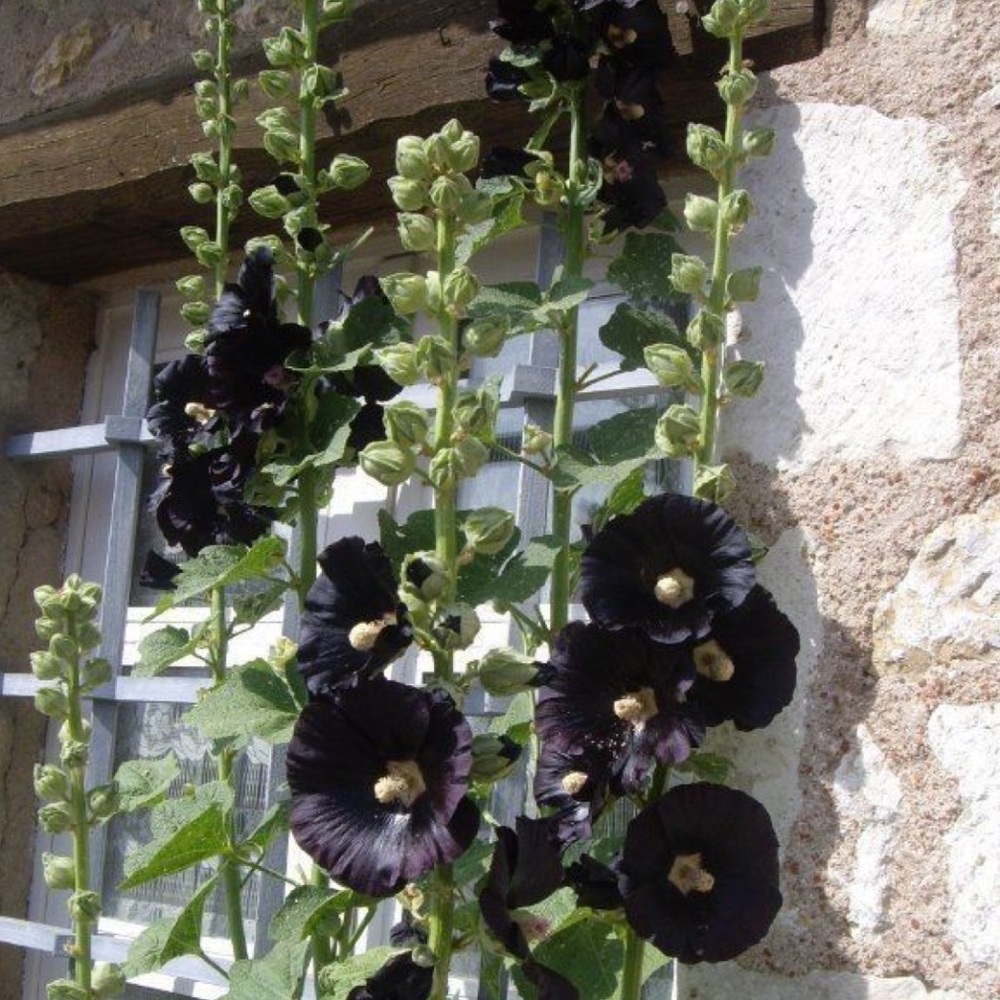 Meet your Posher, Bonnie